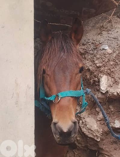 عكار برقايل