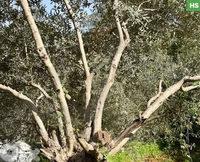 أرض /Land for Sale in Qornet el hamra/قرنة الحمراء/ REF#HS134203 !