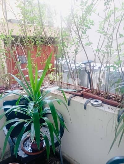 Achrafieh Carré d’or Deal Charming High Ceilings Semi Traditional 150m