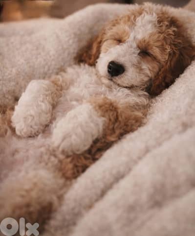 Maltipoo Dog - كلب