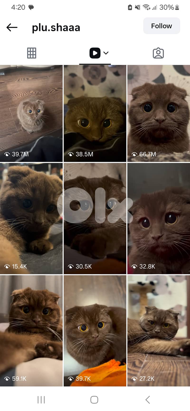 Looking for Scottish Fold Chocolate Cat 1