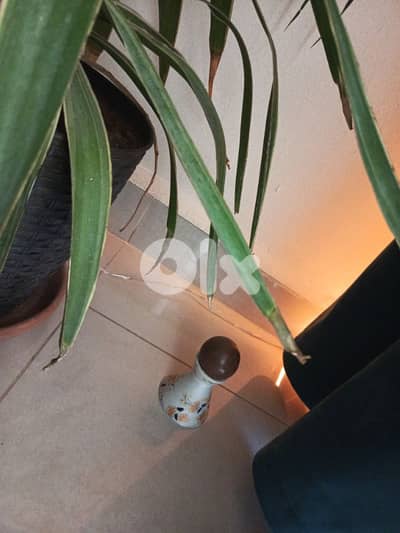 beautiful brawn Daru dangu