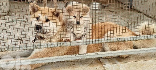 Akita Inu pure breed puppy