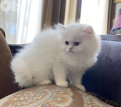 Snow White Persian Kitten – 2.5 Months Old