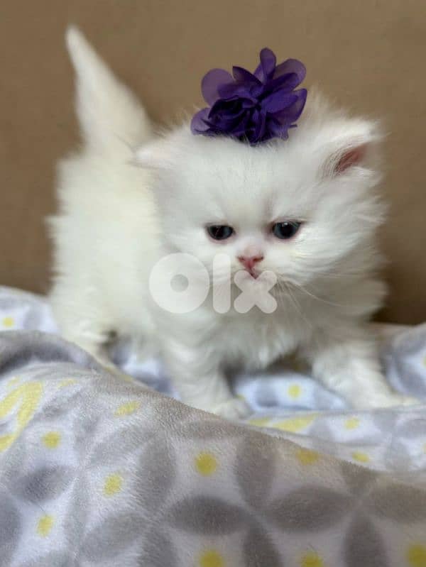 Snow White Persian Kitten – 2.5 Months Old 1