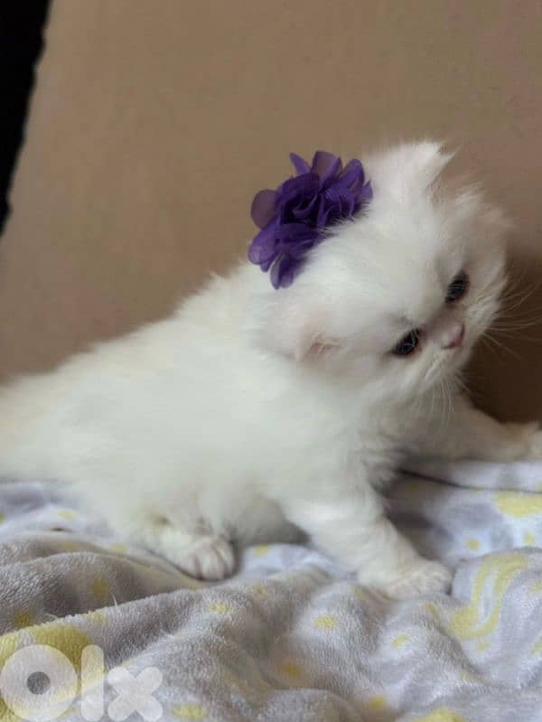 Snow White Persian Kitten – 2.5 Months Old 2