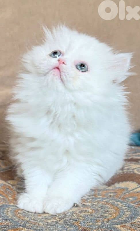 Snow White Persian Kitten – 2.5 Months Old 3