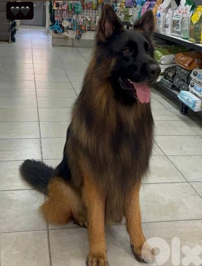 SUPER QUALITY PUPPIES GERMAN SHEPHERD