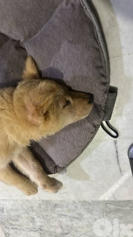 Golden Shepherd mix for adoption 1