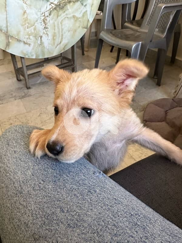 Golden Shepherd mix for adoption 2