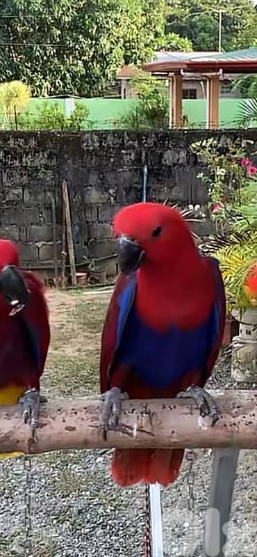 eclectus parrot