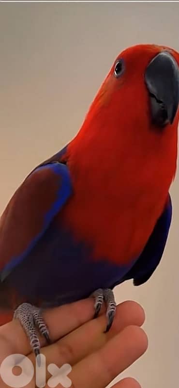 eclectus parrot 1