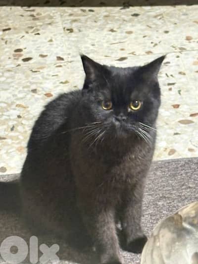 Male and female cats