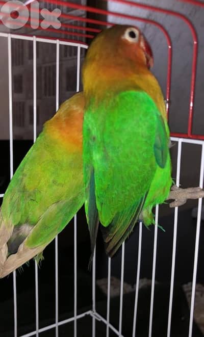 ficsher's فيشر راماج