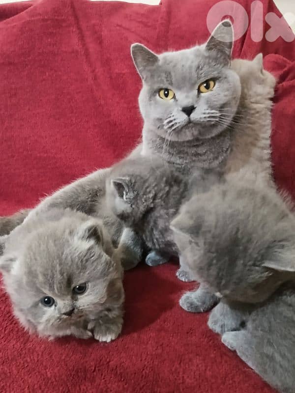 Pure British kittens 7