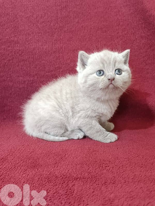 Pure British kittens 8