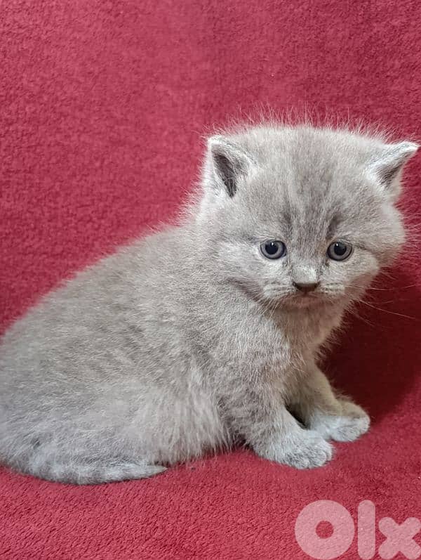 Pure British kittens 9