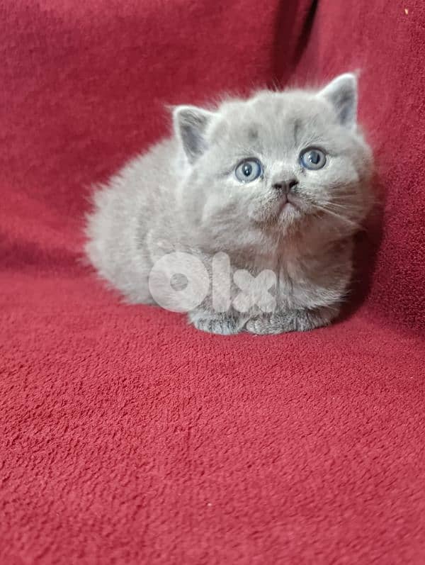 Pure British kittens 10