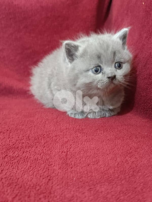 Pure British kittens 11