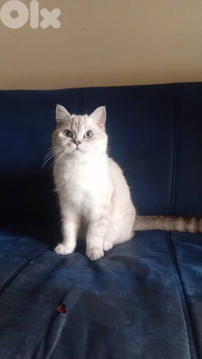 Scottish Straight (longhair) mixed with British Longhair