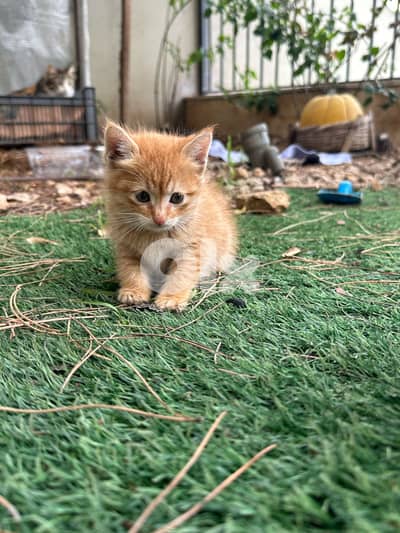 Orange cat to adopt