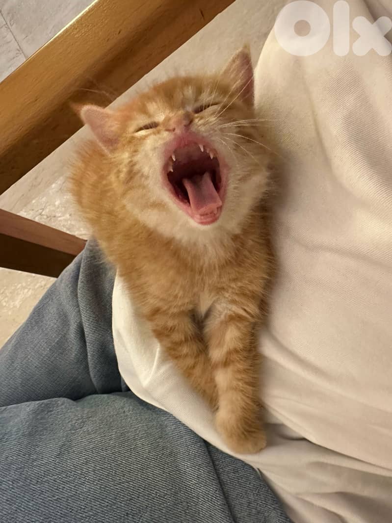 Orange cat to adopt 1