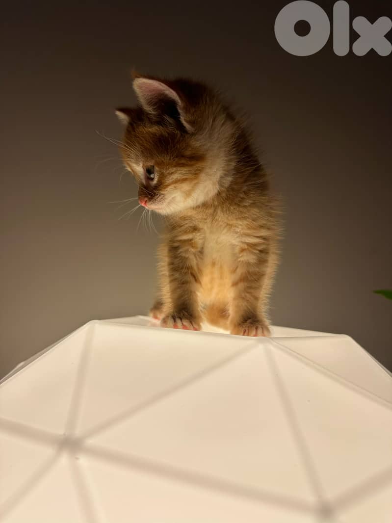 Orange cat to adopt 2