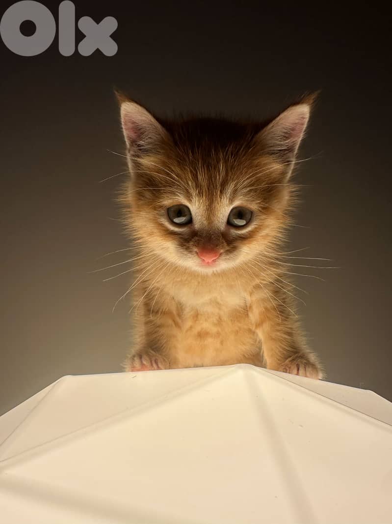 Orange cat to adopt 4