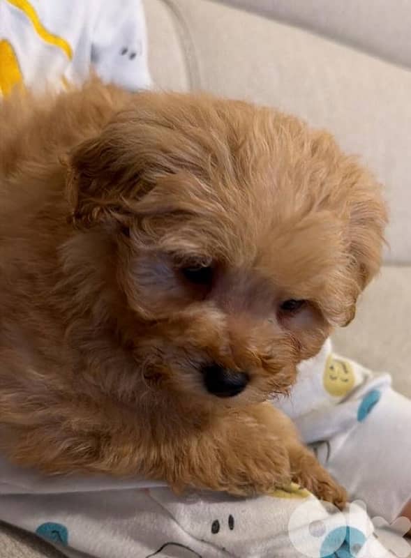 Toy Poodle 2