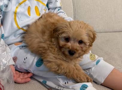 Toy Poodle
