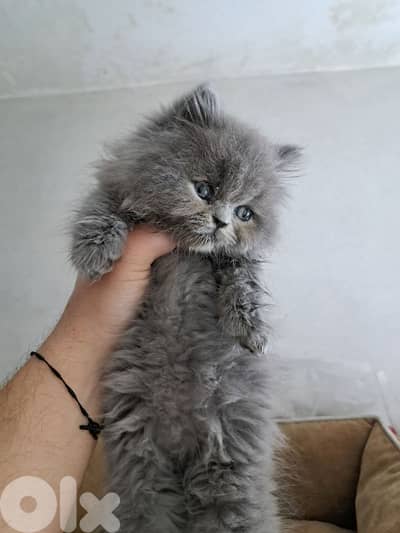 british kitten