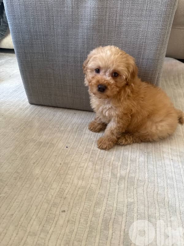 Toy Poodle 1