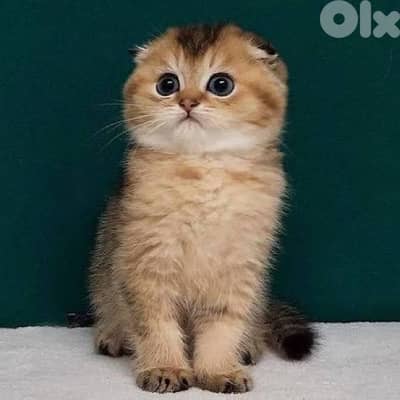 scottish gold for conatct 70485808