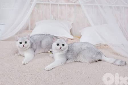 silver chanchilla for contact 70485808