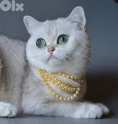 silver chanchilla for contact 70485808