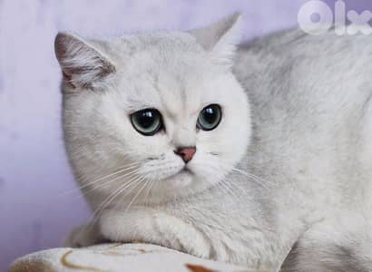 silver chanchilla for contact 70485808