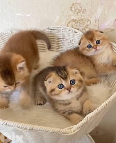 scottish gold for contact 70485808