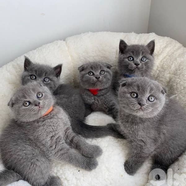 scottish fold 1