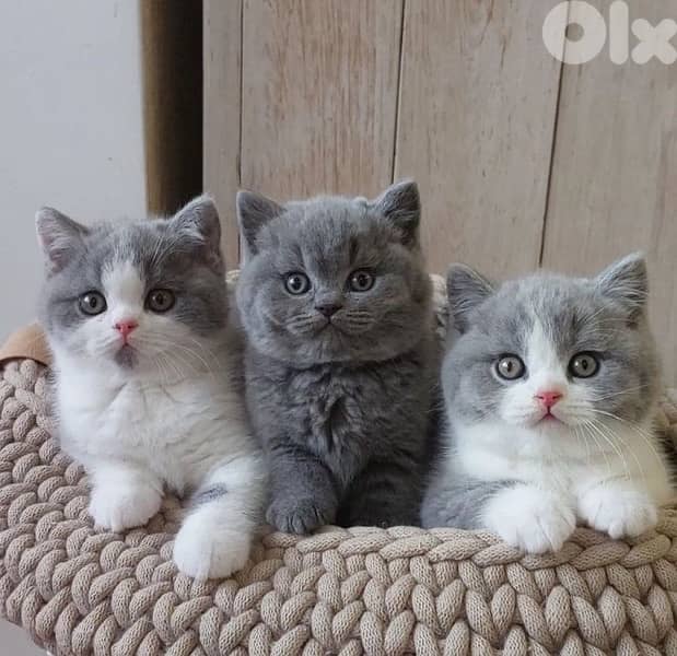 scottish fold 2