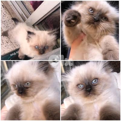 himalayan for contact 70485808