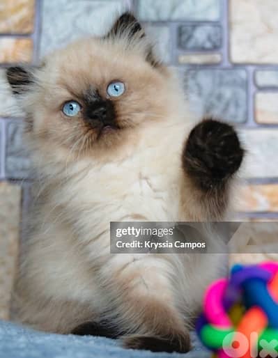 himalayan beauty for contact 70485808