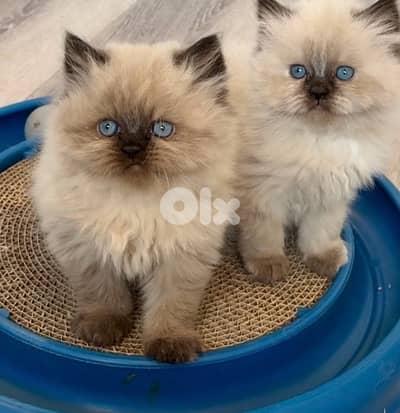 himalayan beauty for contact 70485808