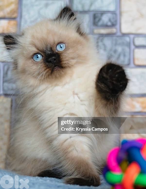 himalayan beauty for contact 70485808 1