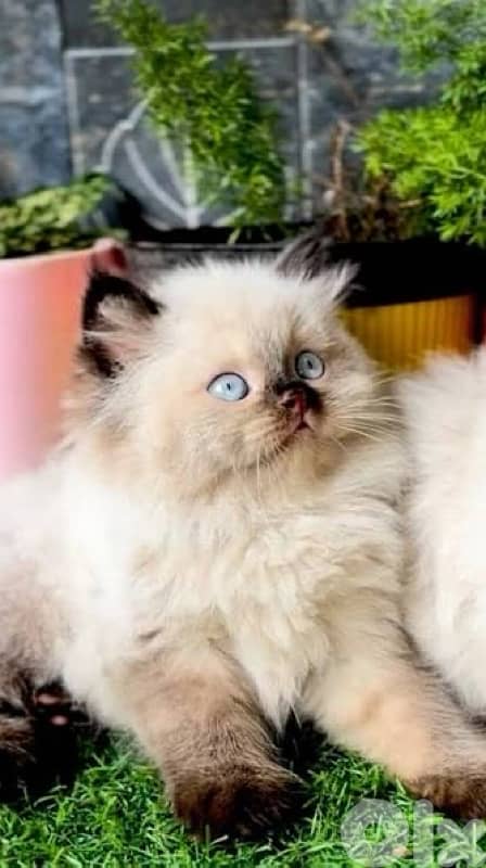 himalayan beauty for contact 70485808 2