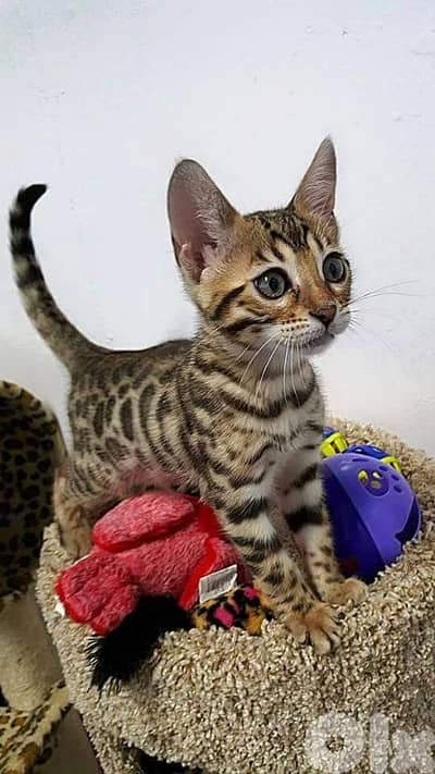 Bengal kitten