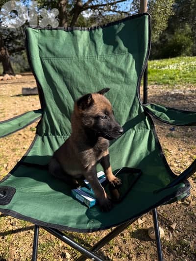 Malinois for sale