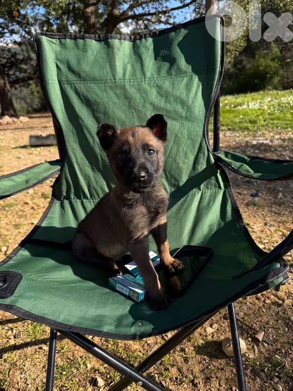 Malinois for sale 1