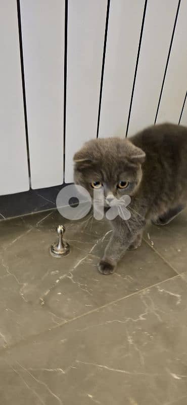 Scottish Fold | For Adoption