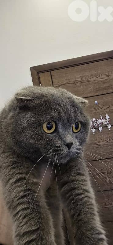 Scottish Fold | For Adoption 1