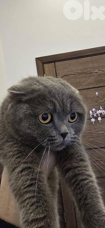 Scottish Fold | For Adoption 2